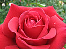 Расцветающая красная роза. 
Размер: 700x525. 
Размер файла: 414.73 КБ