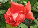 Чайно-гибридная роза Леди Роуз (Lady Rose). 
Размер: 700x545. 
Размер файла: 386.40 КБ