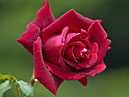 Бутон красной розы Тассин (Tassin). 
Размер: 700x517. 
Размер файла: 250.31 КБ