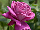 Сиреневая роза Биг Пёпл (Big Purple) из коллекции НБС. 
Размер: 700x926. 
Размер файла: 436.29 КБ