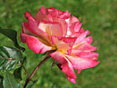Чайно-гибридная роза Маскотте (Mascotte). 
Размер: 700x556. 
Размер файла: 409.20 КБ
