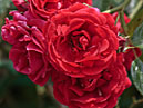 Красная плетистая роза Симпати (Sympathie). 
Размер: 700x932. 
Размер файла: 486.33 КБ