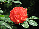Оранжево-красная роза Лидия (Lydia). 
Размер: 700x543. 
Размер файла: 392.46 КБ