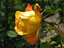 Жёлтая роза с оранжевым блендом на лепестках. 
Размер: 700x539. 
Размер файла: 321.24 КБ