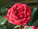 Плетистая роза Ялтинские Звёзды. 
Размер: 700x510. 
Размер файла: 318.92 КБ
