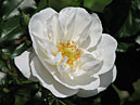 Белая почвопокровная роза Ахтиар. 
Размер: 700x533. 
Размер файла: 330.19 КБ