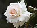 Белая плетистая роза Schwanensee. 
Размер: 700x967. 
Размер файла: 403.39 КБ