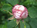 Бутон розовой розы Мисхор. 
Размер: 700x529. 
Размер файла: 305.39 КБ