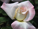 Чайно-гибридная роза Пристайн (Pristine). 
Размер: 700x889. 
Размер файла: 525.06 КБ