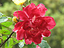 Цветок плетистой розы Полька-Бабочка. 
Размер: 700x527. 
Размер файла: 410.18 КБ