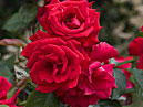 Гроздь ярко-красных роз Фонтейн (Fontaine). 
Размер: 700x951. 
Размер файла: 455.36 КБ