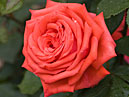 Оранжево-красная роза Огни Ялты. 
Размер: 700x880. 
Размер файла: 443.36 КБ