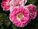 Цветущие розы Детство селекции НБС. 
Размер: 700x862. 
Размер файла: 481.18 КБ
