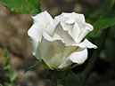 Бутон белой розы Эдельвейс (Edelweiss). 
Размер: 700x915. 
Размер файла: 477.59 КБ