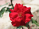 Красная роза Яркая Звёздочка. 
Размер: 700x525. 
Размер файла: 293.96 КБ