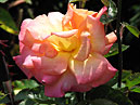 Чайно-гибридная роза Мексикана (Mexicana). 
Размер: 700x546. 
Размер файла: 420.02 КБ