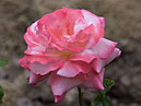 Розовый цветок розы Майор Гагарин. 
Размер: 700x964. 
Размер файла: 427.98 КБ