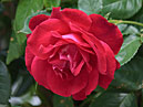 Красная роза Аджимушкай селекции НБС. 
Размер: 700x941. 
Размер файла: 437.01 КБ