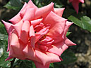 Чайно-гибридная роза Оранжевое Пламя. 
Размер: 700x525. 
Размер файла: 394.69 КБ