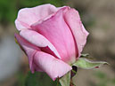 Чайно-гибридная роза Марина Стевен селекции НБС. 
Размер: 700x885. 
Размер файла: 564.32 КБ