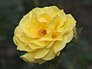 Жёлтая флорибунда Фрезия (Friesia). 
Размер: 700x516. 
Размер файла: 237.61 КБ
