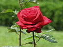 Красная роза Конрад Хенкель (Konrad Henkel). 
Размер: 700x903. 
Размер файла: 602.71 КБ
