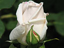 Бутоны белой розы Гранд Могул (Grand Mogul). 
Размер: 700x892. 
Размер файла: 468.18 КБ