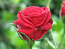 Красная роза Смуглянка отечественной селекции. 
Размер: 700x890. 
Размер файла: 587.89 КБ