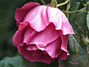 Склонённая головка розовой розы Водопад. 
Размер: 700x945. 
Размер файла: 477.01 КБ