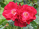 Полуплетистая красная роза Гуцулочка. 
Размер: 700x542. 
Размер файла: 425.33 КБ