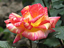 Красно-жёлтая роза Карибия (Caribia). 
Размер: 700x888. 
Размер файла: 584.25 КБ