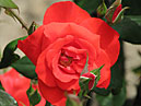 Оранжево-красная роза Bischofsstadt Paderborn. 
Размер: 700x546. 
Размер файла: 369.72 КБ