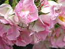 Бело-розовая гибридная ругоза Abelzieds. 
Размер: 700x525. 
Размер файла: 378.45 КБ