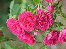Парковые розы F. J. Grootendorst. 
Размер: 700x550. 
Размер файла: 442.70 КБ