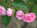 Парковые розы Pink Grootendorst. 
Размер: 700x544. 
Размер файла: 424.46 КБ