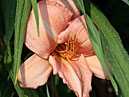 Бледно-розовый цветок лилейника среди листьев. 
Размер: 700x878. 
Размер файла: 491.94 КБ