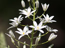 Растение с мелкими белыми цветами. 
Размер: 700x978. 
Размер файла: 403.50 КБ