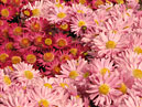 Розовые и красные мелкоцветковые хризантемы. 
Размер: 700x525. 
Размер файла: 475.24 КБ