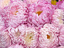 Розовые хризантемы Парад отечественной селекции. 
Размер: 700x525. 
Размер файла: 538.12 КБ