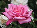Розовая чайно-гибридная роза Сильвия (Sylvia). 
Размер: 700x510. 
Размер файла: 341.69 КБ