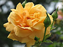 Полуплетистая роза Вестфаленпарк (Westfalenpark). 
Размер: 700x885. 
Размер файла: 587.85 КБ