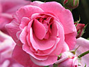 Полуплетистая роза Веснянка селекции НБС. 
Размер: 700x889. 
Размер файла: 601.57 КБ