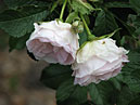 Две белых розы Ritausma. 
Размер: 700x525. 
Размер файла: 381.54 КБ