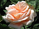 Чайно-гибридная роза Эмми селекции НБС. 
Размер: 700x880. 
Размер файла: 545.47 КБ