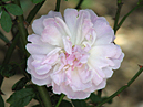 Розовато-белая Rosa indica Loureiro. 
Размер: 700x557. 
Размер файла: 422.86 КБ