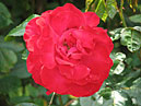 Красная плетистая роза Гейдельберг (Heidelberg). 
Размер: 700x525. 
Размер файла: 403.42 КБ