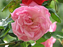 Розовая плетистая роза Солнечная Долина. 
Размер: 700x525. 
Размер файла: 381.74 КБ