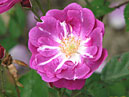 Сиреневый цветок розы Мистер Блубёрд (Mr. Bluebird) с белым глазком. 
Размер: 700x865. 
Размер файла: 578.14 КБ