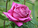 Распускающаяся роза Биг Пёпл (Big Purple). 
Размер: 700x541. 
Размер файла: 417.89 КБ