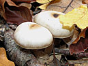 Два грибочка среди опавших листьев. 
Размер: 700x534. 
Размер файла: 437.69 КБ